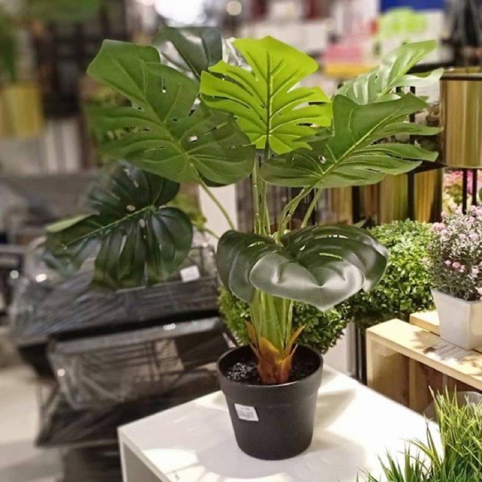 DISKON SPESIAL TANAMAN MONSTERA ARTIFICIAL LATEX INFORMA / TANAMAN HIAS PALSU TANAMAN TERMURAH