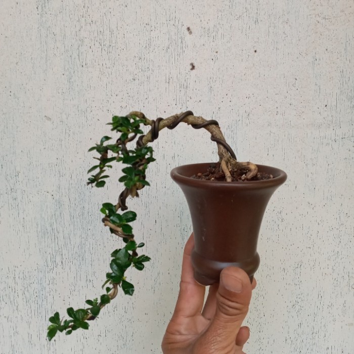 PROMO BONSAI HOKIANTEA BUAH TERLARIS