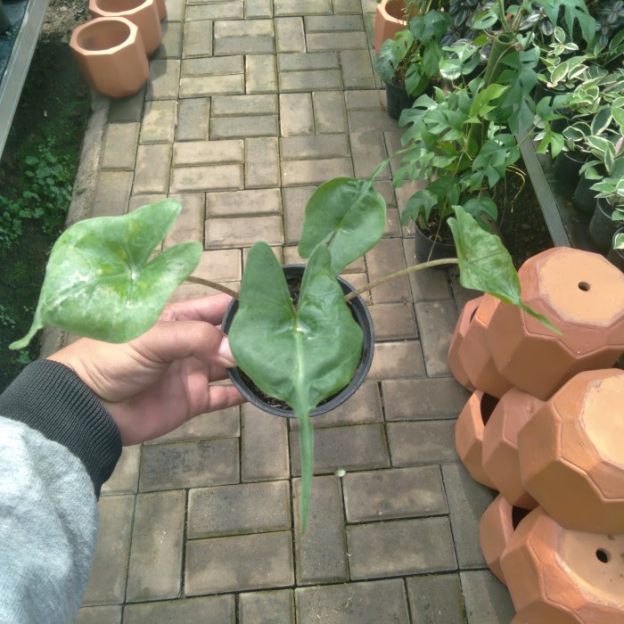 FLASH SALE ALOCASIA STINGRAY SIZE SMALL TERMURAH