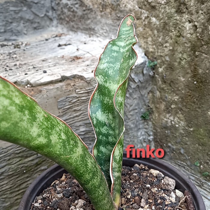 DISKON SPESIAL ES. 22565. SANSEVIERIA SP. SUD OF KIGOMA, TANZANIA. TERMURAH