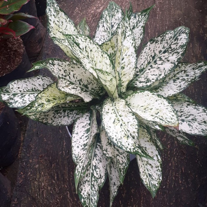 HOT SALE TANAMAN HIAS AGLAONEMA SNOW WHITE RIMBUN AGLO RIMBUN TERBARU