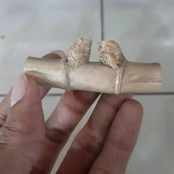 *#*#*#] Bambu Petuk Koleksi Mirip Asli