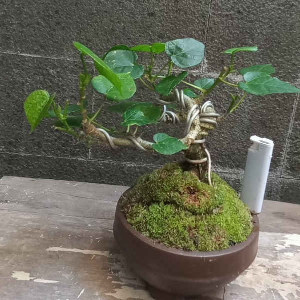 HOT SALE BONSAI MAME WARU LOKAL BOGEL TERMURAH