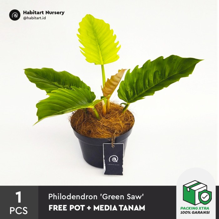 PROMO PHILODENDRON 'GREEN SAW' - TANAMAN HIAS PHILO GERGAJI TERLARIS