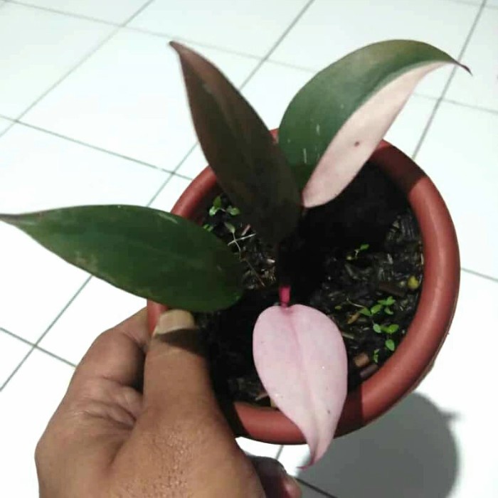 FLASH SALE TANAMAN HIAS PHILODENDRON PINK PRINCESS GALAXY LOKAL RAWATAN REAL PIC TERMURAH
