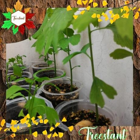 PROMO TANAMAN HERBAL HIAS BONSAI BIBIT POHON GINKGO BILOBA MAIDENHAIR TREE TERMURAH