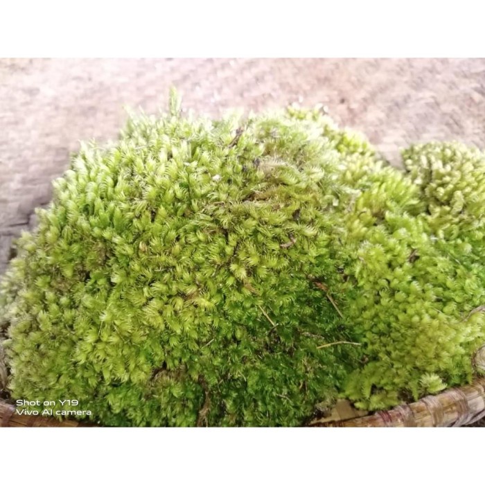 DISKON SPESIAL TERBAIK!!! JUAL 1 PAKET MEDIA TANAM ANGGREK, MOS PUTIH, SABUT KELAPA TERBARU