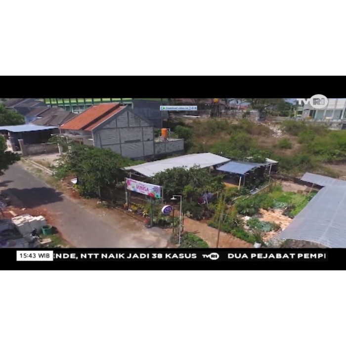 FLASH SALE BONGGOL ALOKASIA MELO BADAK KAPUAS, SUDAH BERTUNAS DAN BERAKAR. TERMURAH