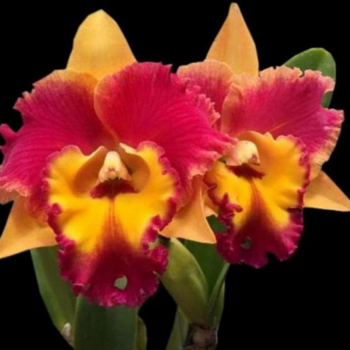 8.8 Anggrek Cattleya Blc Rungnapa Fancy Dewasa