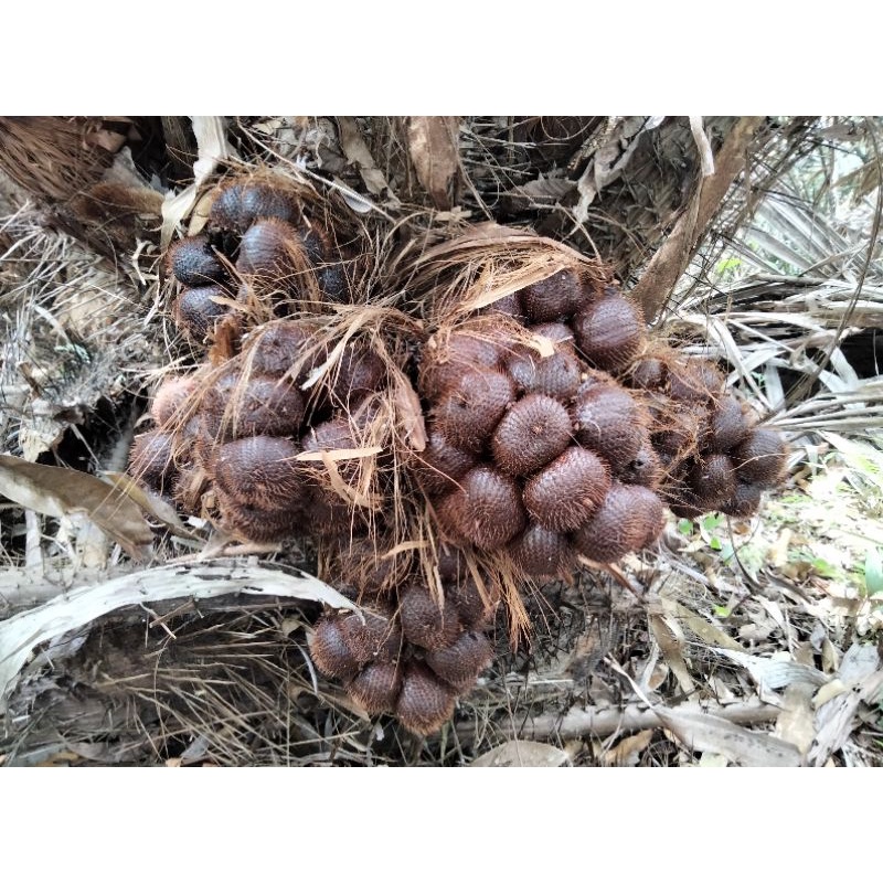 

Salak manis, Salak Sidempuan, Salak sibakua, salak oleh oleh