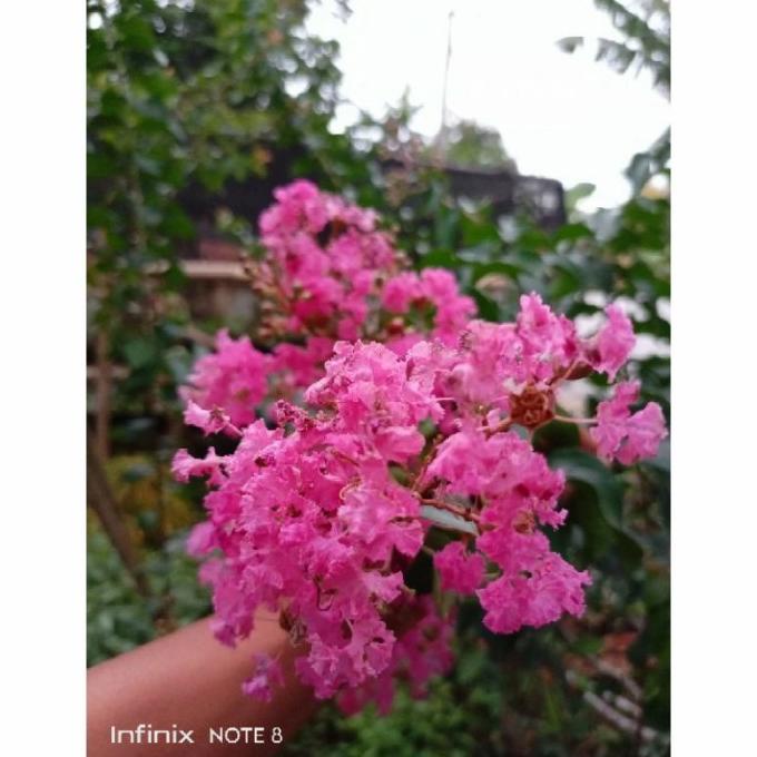 Terbaru Bibit Tanaman Sakura Jepang Asli