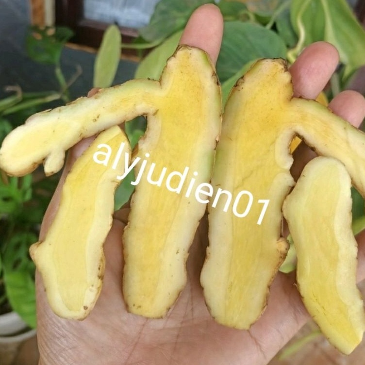 

id7o2Nc TEMU Mangga isi 1kg