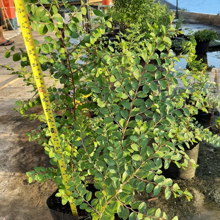 Terlaris Pohon Bidara Arab Besar