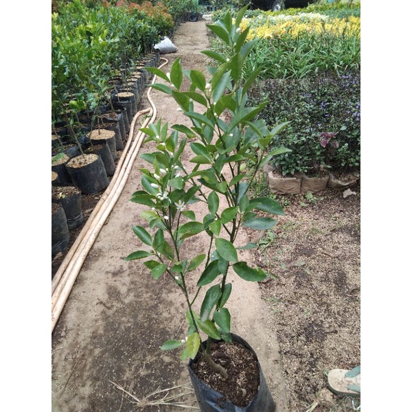 BIBIT JERUK SANTANG MADU