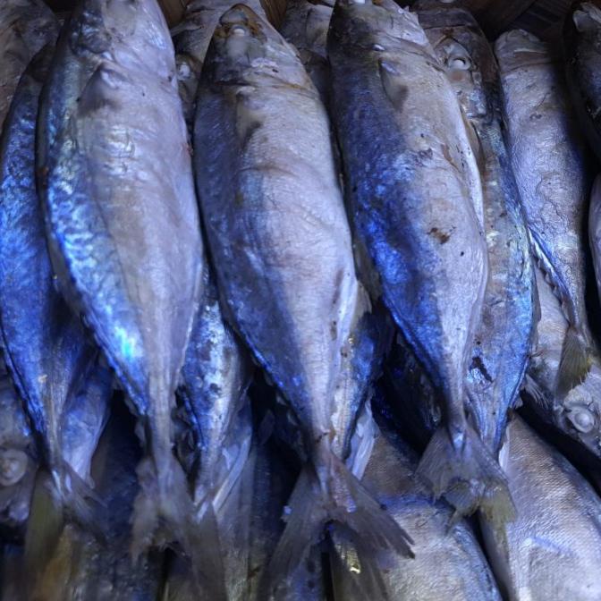 

ikan kembung rebus Medan ukuran sedang 1 kg