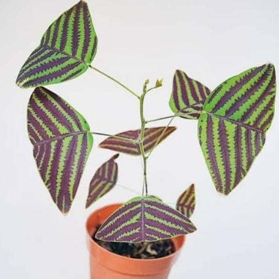 New Tanaman Hias Gantung Oxalis Batik/Oxalis Batik Gantung Murah/Oxalis