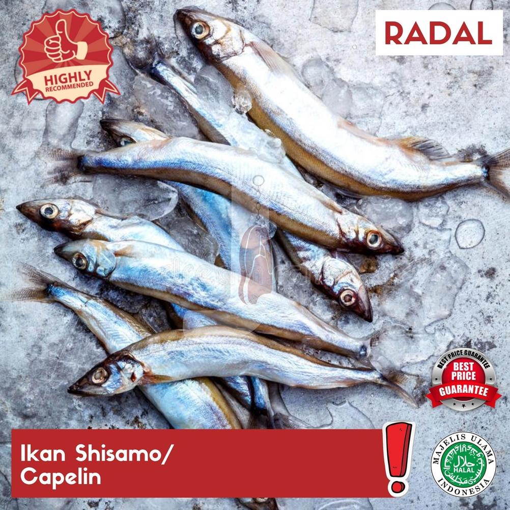 

8.8 [Discount] Ikan Shisamo/ Capelin - Radio Dalam New !!