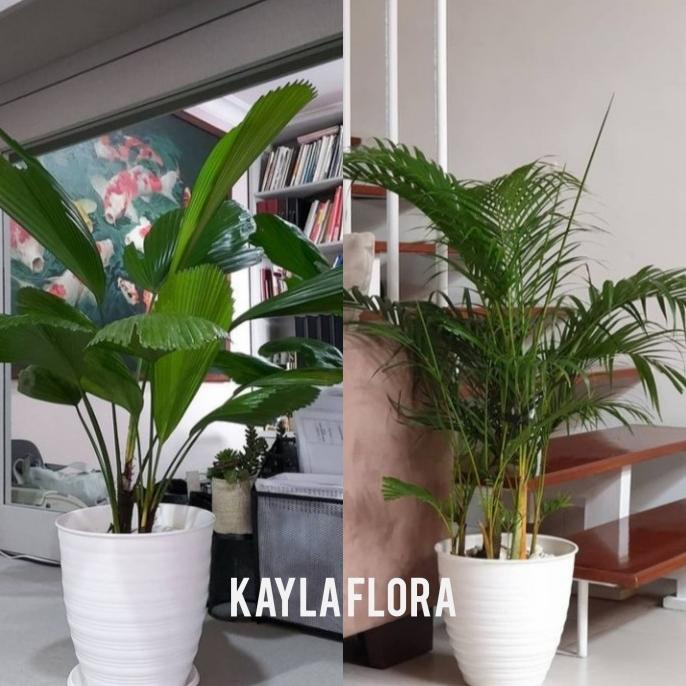 

paket 2 tanaman hias indoor palem pembersih ruangan + pot putih