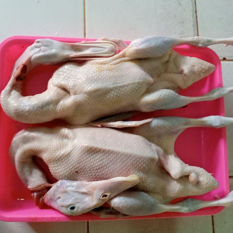 

HOT PROMO BEBEK MUDA DAGING LUNAK1.4-1.5 KG HIDUP