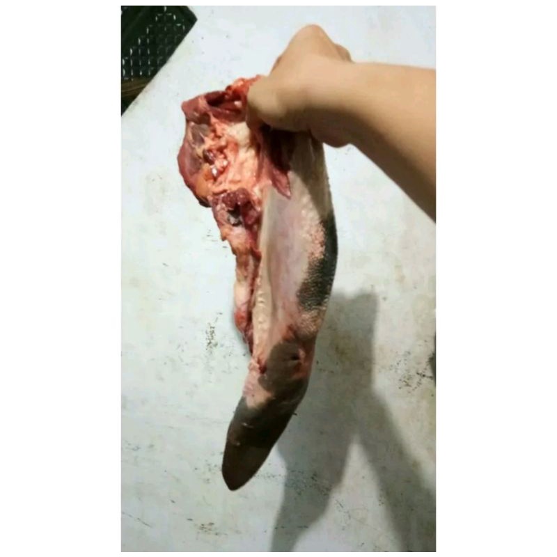 

Lidah Sapi Utuh Per Pcs (Fresh Beef Tounge) _ 2,5 kg