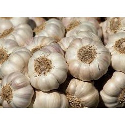 

Best Produk➧ GF9ZO Bawang putih 250 gram L54 Terlaris