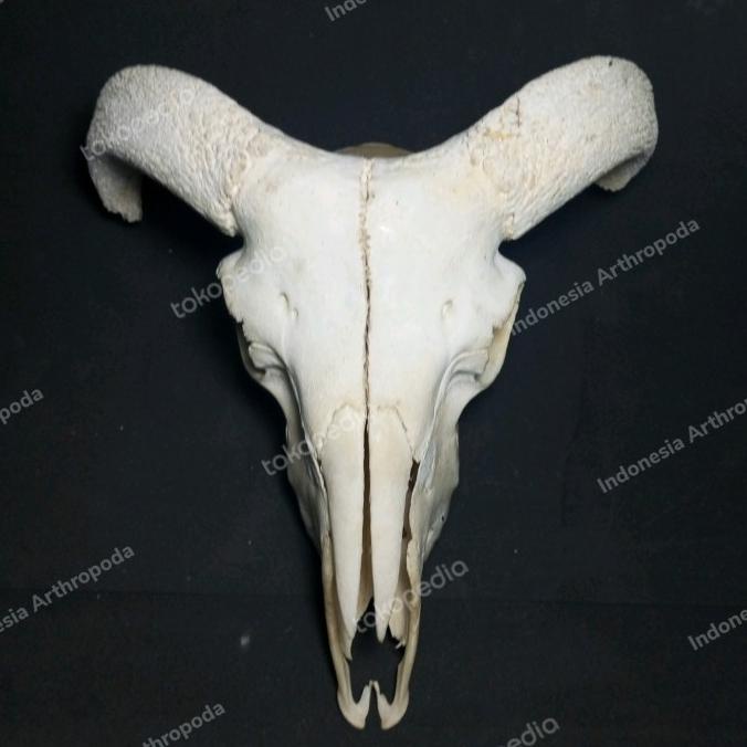 AWETAN TENGKORAK HEWAN ASLI INDONESIA DOMBA GARUT