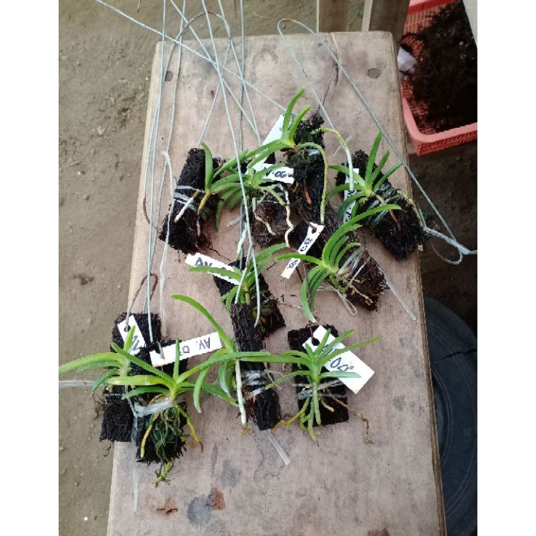 KRTG-76 Anggrek Vanda Hybrid/ Vanda Seedling/ Bibit anggrek vanda 258