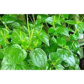 

PAKET HEMAT DAUN KETUMPANG AIR SIRIH CINA 150GRAM PRES