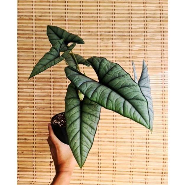 Ready Tanaman hias Alocasia Bisma / keladi bisma Terlaris