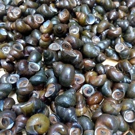 

Tutut Sawah Hidup Fresh Bukan Ternak Free Ongkir Dan Bisa Cod