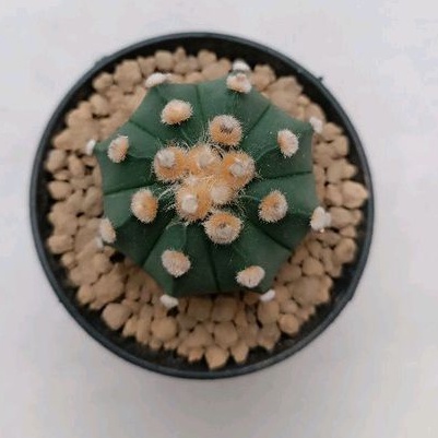 Kaktus Astrophytum Oiboo x Capricorne