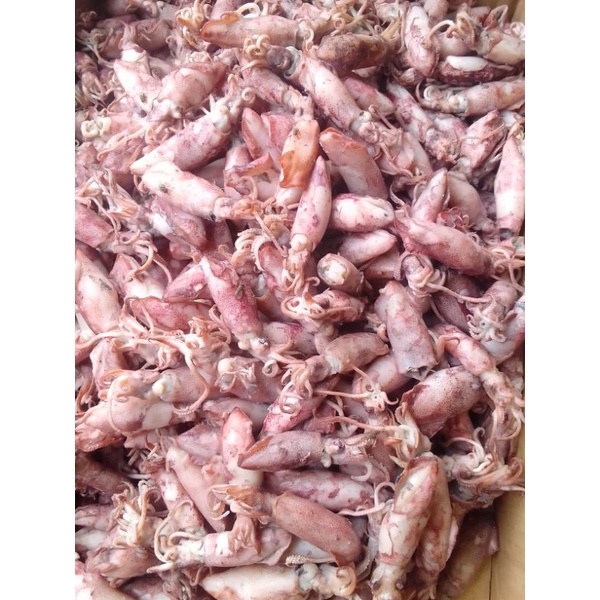 

mutiara laut makasar