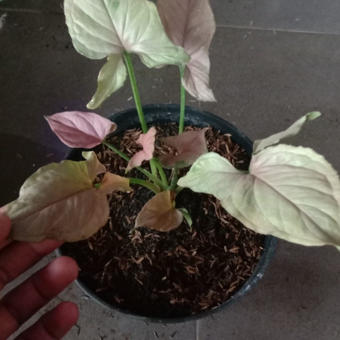 syngonium pink perfection