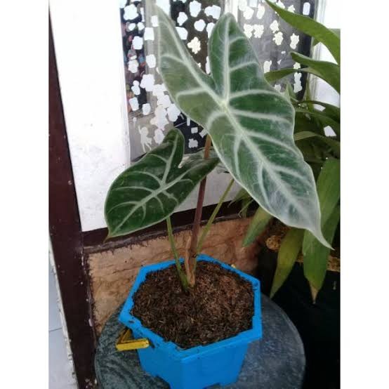tanaman hias alocasia lowii / kuping jerapah silver