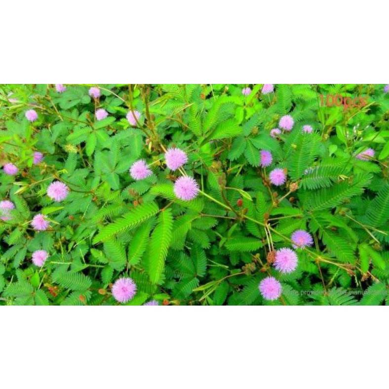 

Potong Harga Daun Putri Malu Segar Organik 500Gr Murah