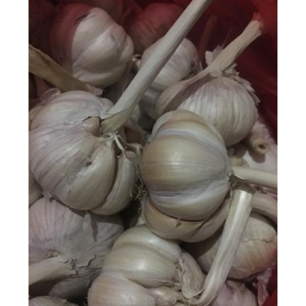 

✔️ Bawang Putih Honan / Banci 500gram