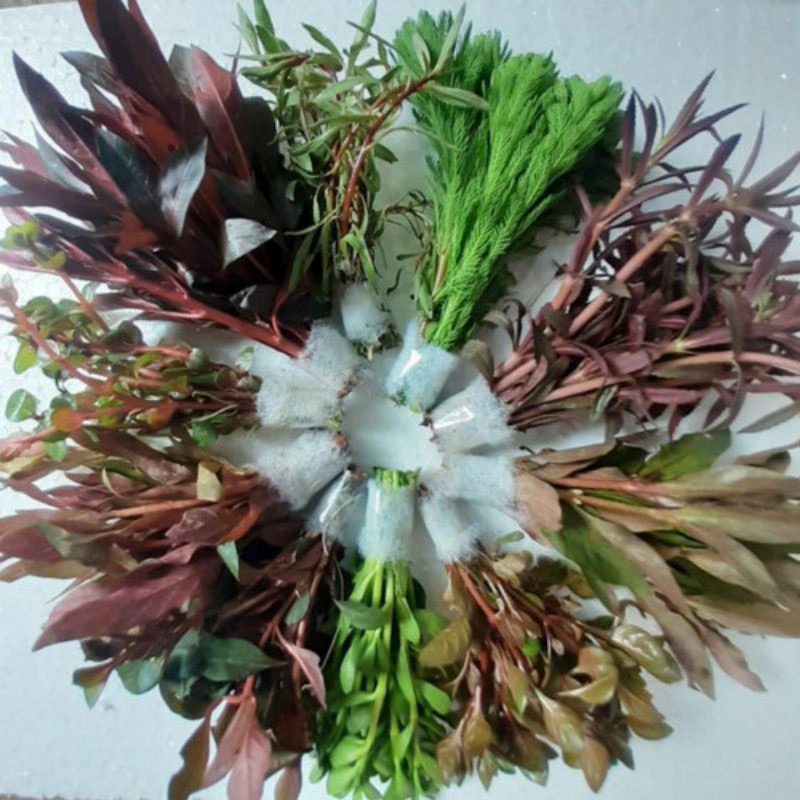 Paket Hemat Mix 100 Batang TanamanAquascape - 10 jenis Paket Tanaman Aquascape