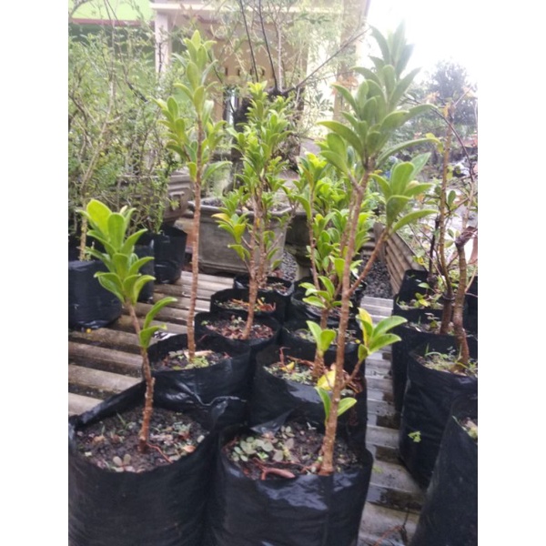 Bibit bonsai ficus elegan//bahan bonsai