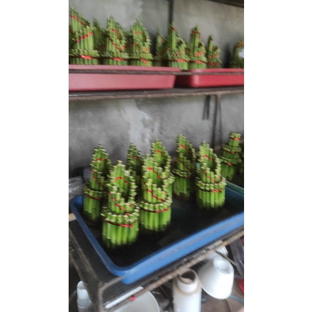 lucky bamboo bambu hoki