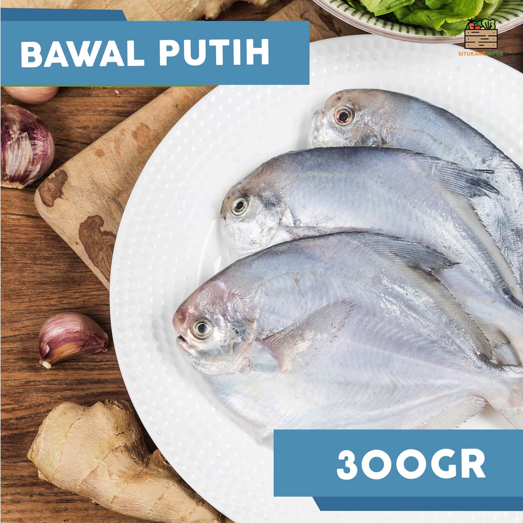 

Ikan Bawal Putih | ±300gr (Kota Bandung & Sekitar)