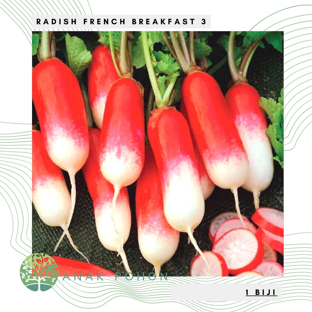 Benih Bibit Biji - Lobak Radish French Breakfast 3 Raphanus sativus Seeds - IMPORT