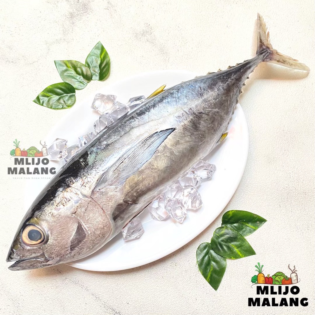 

Ikan Tuna Segar