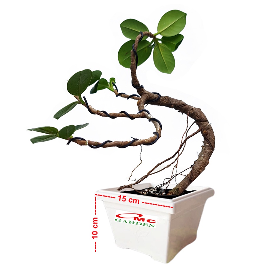 Bonsai Bonsae Mame Beringin Korea Mini Dolar Tanaman Hias Pohon B-BK-005