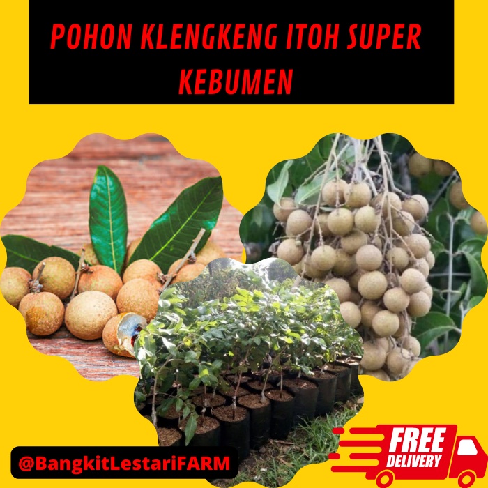 2 Pohon Kelengkeng Itoh Super genjah, Pohon Kelengkeng Itoh BERKUALITAS