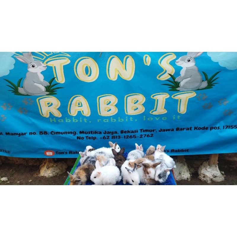 Kelinci lokal murah