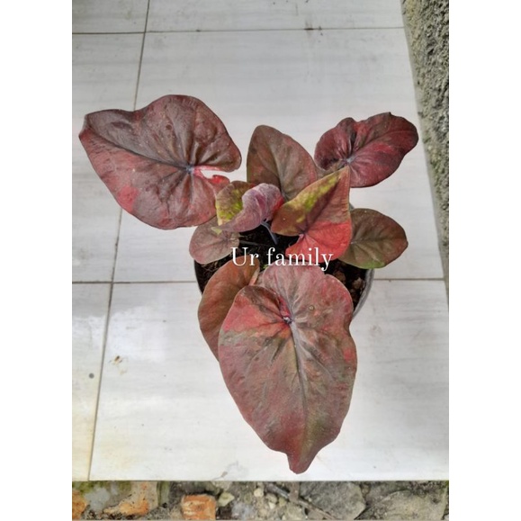 keladi hybrid trah ungu