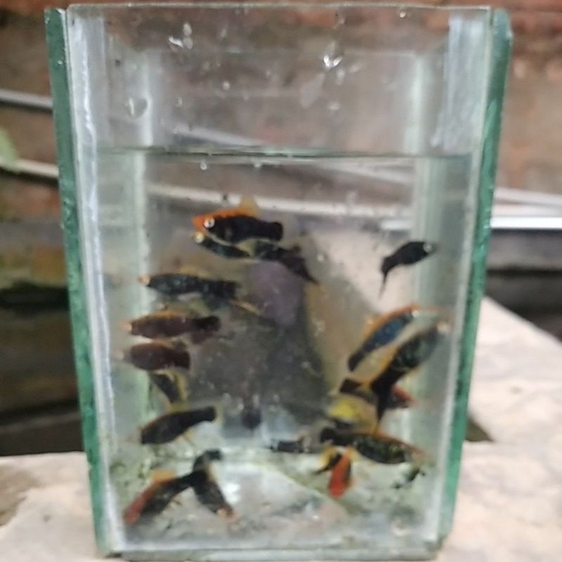 platy pedang tuxedo