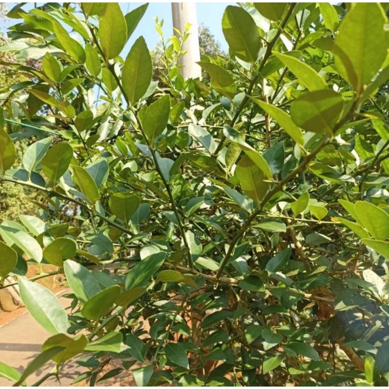

DAUN JERUK NIPIS 25 GRAM
