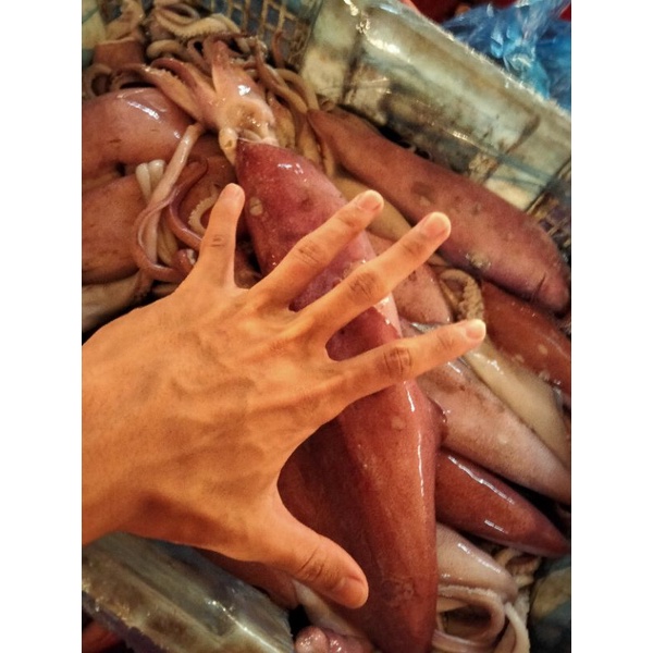 

cumi fresh segar jumbo 1kg