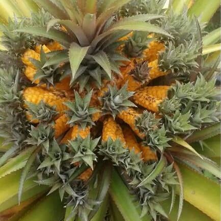 Bibit Tanaman Buah Nanas Medusa Nanas Mahkota MMM